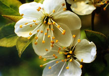 Cherry Plum – Die Gelassenheitsblüte