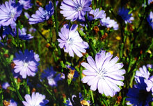 Chicory – Die Beziehungsblüte