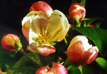 Crab Apple – Die Reinigungsblüte