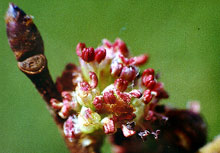 Elm – Die Verantwortungsblüte