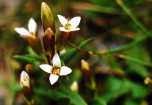 Gentian – Die Glaubensblüte