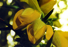 Gorse – Die Hoffnungsblüte