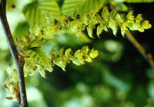 Hornbeam – Die Spannkraftblüte