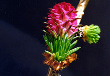 Larch – Die Selbstvertrauensblüte