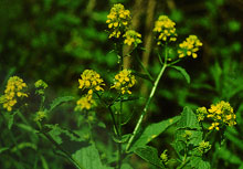 Mustard – Die Lichtblüte