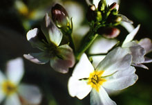 Water Violet – Die Kommunikationsblüte