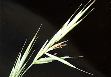 Wild Oat – Die Berufungsblüte